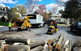 Best Stump Grinding and Removal  in Steelevle, IL