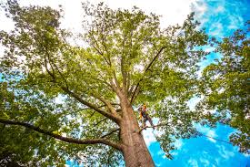 How Our Tree Care Process Works  in  Steeleville, IL