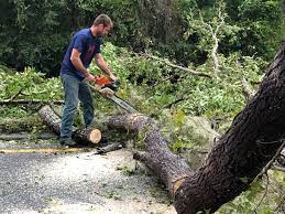 Best Arborist Consultation Services  in Steelevle, IL