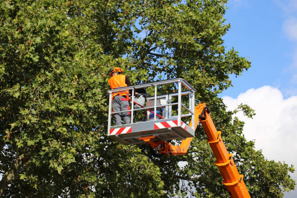 Best Tree Disease Treatment  in Steelevle, IL